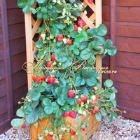 Клубника СВИТ ЭНН (КРУПНОМЕР! ОГРОМНЫЙ КУСТ, УРОЖАЙ В ГОД ПОСАДКИ) Клубника СВИТ ЭНН (КРУПНОМЕР! ОГРОМНЫЙ КУСТ, УРОЖАЙ В ГОД ПОСАДКИ)